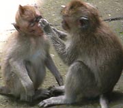 alas kedaton bali monkey forest
