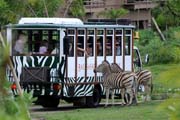 bali safari marine park bali