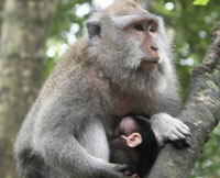 ubud monkey forest, bali tour