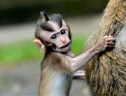 bali tourist object monkey forest