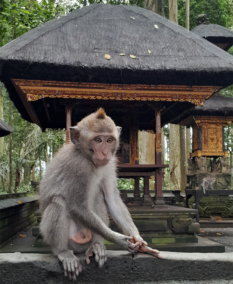bali monkey forest