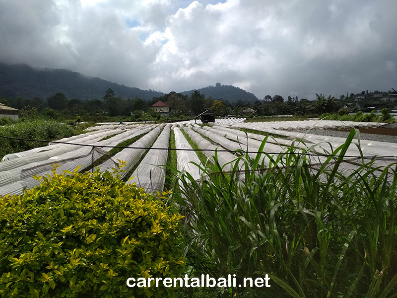 vegetable plantation in bedugul bali