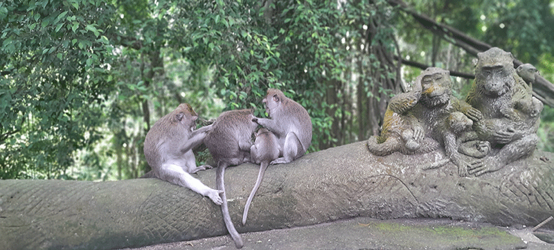 ubud monkey forest